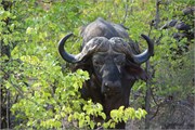 51_Animals