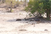 53_Animals