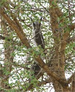 54_Animals