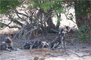 59_Animals