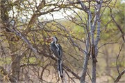 67_Animals