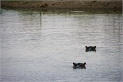 77_Animals