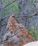 79_Animals