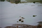 81_Animals