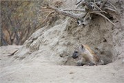 90_Animals