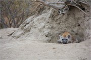 93_Animals