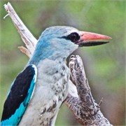 94_Animals