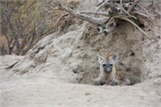 95_Animals