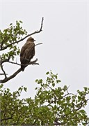 96_Animals