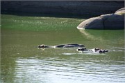 9_Animals