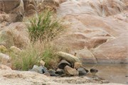 25_Motswari-646