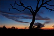 30_Motswari-646