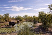 12_Motswari-650
