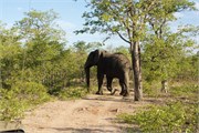 33_Motswari-650