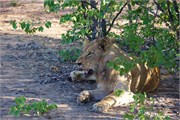 41_Motswari-650