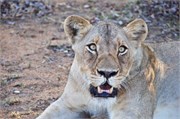 49_Motswari-650