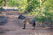 52_Motswari-650