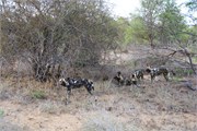 102_Motswari-651