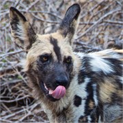 103_Motswari-651