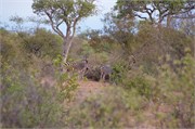 105_Motswari-651