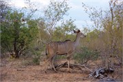 106_Motswari-651