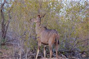 108_Motswari-651