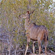 109_Motswari-651