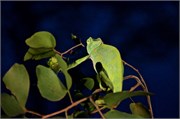 112_Motswari-651