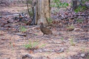 12_Motswari-651