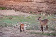 16_Motswari-651