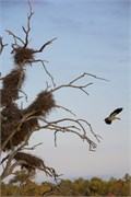 20_Motswari-651