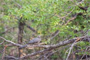 22_Motswari-651