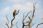 28_Motswari-651