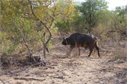 30_Motswari-651