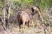 33_Motswari-651