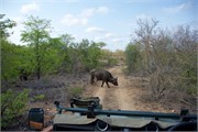 36_Motswari-651