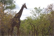 43_Motswari-651