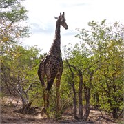 44_Motswari-651