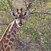47_Motswari-651