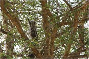 49_Motswari-651