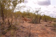 52_Motswari-651