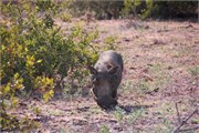 61_Motswari-651