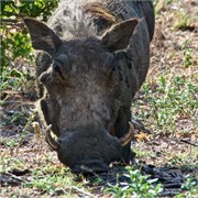 62_Motswari-651