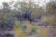64_Motswari-651