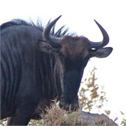 67_Motswari-651