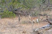 71_Motswari-651