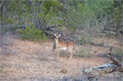72_Motswari-651