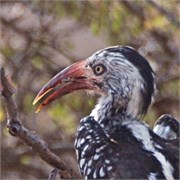 74_Motswari-651