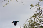 75_Motswari-651