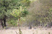 80_Motswari-651